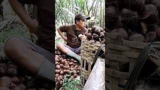 Salak di kebun ini rasanya gurih #shorts