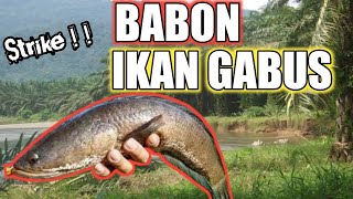 Mancing Ikan Gabus Babon Pakai Pelampung