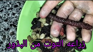 من حبه توت. فقط احصل على الألف من أشجار التوت #التوت #زراعه #اكسبلور