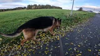 German shepherd on walk. Eros på tur. 13.10.2024. still you tubes most boring video part 2