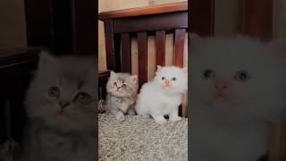 Funny cute cats #Shorts #viral #gaming