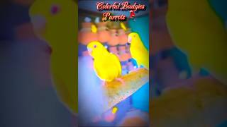 Budgies Parrot Colony | New Budgerigar | #shorts #birds