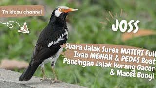 Suara Jalak Suren MATERI Full Isian MEWAH & PEDAS Buat Pancingan Jalak Kurang Gacor & Macet Bunyi