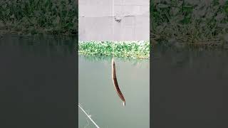 Bam #fish #amazing #river #fishing #bhojpuri