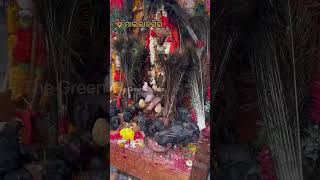 “Pigeon” Miracle of Malkangiri Bada Jatra ll BGM Shreyansi Music