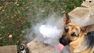 German Shepherd Dog Puppy Playing With Dry Ice