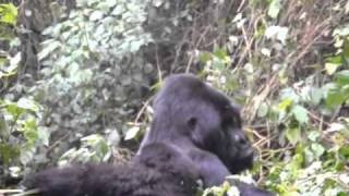 Gorilla tracking in Rwanda, 2010 | Alexander R. Marmureanu MD