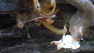 Arion Fasciatus Slug Lunch: Orange Mycena Mushroom