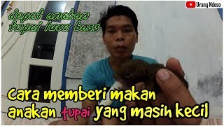 Tutorial Cara Memberi Makan Anakan Tupai Yang Masih Kecil