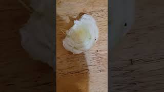 Mini napa cabbage end piece.