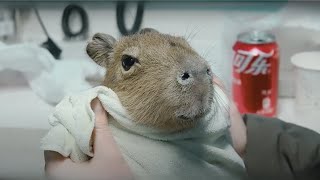 Saving injured capybara and giving them a second chance at life | Animal rescue compilation