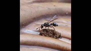 Potter Wasp(Paraleptomenes humbertianus) #wasp #bug #macro