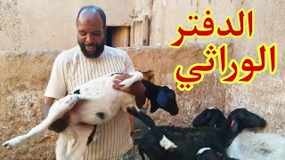 عملية تسجيل صغار سلالة الدمان  في الدفتر الوراتي