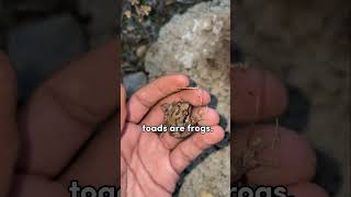 Why toads don’t exist!