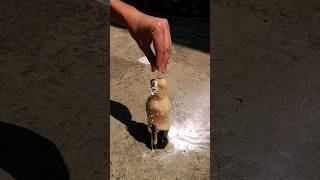 Coca Cola VS Mentos In Balloon #shorts #experiment #asmr #satisfying