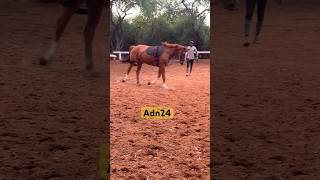 #music #animals #cheval #senegal