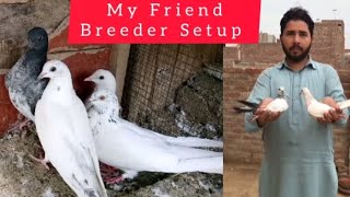 My Friend Breeder Setup Baby Pigeon | M Asad Birds | #MAsadBirds #Pigeon #Kabutar