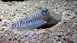 Color changing cuttlefish - New England Aquarium