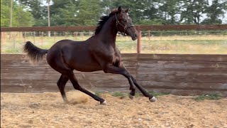 For sale! colt Gaudi by Glamourdale - Fürstenball, *2023, 1 y.o., OL