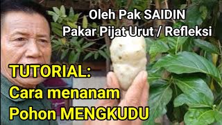 TUTORIAL: Cara menanam Pohon MENGKUDU || Oleh Pak SAIDIN - pakar Pijat Urut / Refleksi