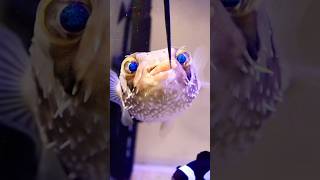 puffer fish feeding#feeding #fish #shorts