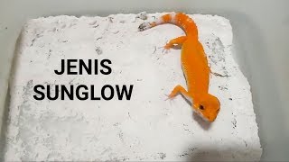 GECKO JENIS SUNGLOW