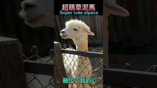 超萌草泥馬Super Cute Alpaca