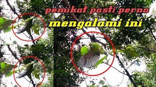 LAGI!!! MIKAT BURUNG CUCAK