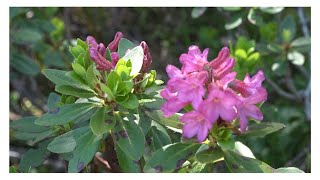 Fest zur Almrauschblüte auf der Reiteralm!