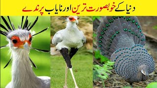 Most Beautiful Birds In The World