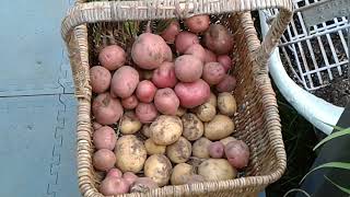 Harvested a little more Potatoes 5-5-24, this is from 5' of each row each Yukon Gold and Pontiac Red