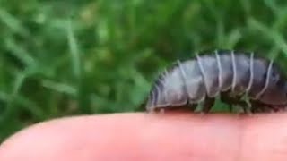 Can rolly pollies go upside down?