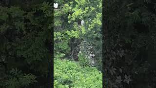 Hundreds of White Cranes Egrets Mating/Nesting