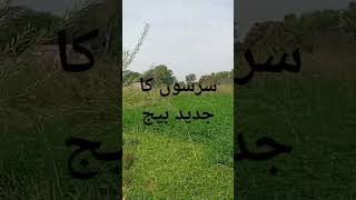 سرسوں کا جدید بیج🪻🪻🪻🪻🪻