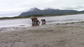 Two Cubs Fishing for the First Time!