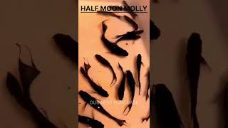 Our next purchase | Half moon molly and Fancy sword tail