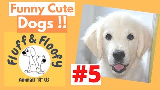 Funny cute dogs 5! 20 Retriever dogs in swimming pool, Dog on skateboard & Dogs dancing! #shorts