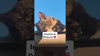 #mensagemdebomdia #reflexão#bomdia #viralvideo#gatos #adoteumgato#cat #adote#pets#edits #feedshorts