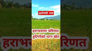 Beautiful Green Paddy Field|| Dang Ghorah||Nepal#short#youtubeshorts