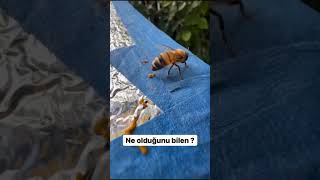 arı arıcılık bee bees пчела मधुमक्खी Biene бджола abeille abeja abelha نحلة bleta méh bij pčela ari