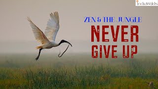 #Zen & The #Jungle Ibis vs Snake #nevergiveup #travel #explore #india #motivation #chilikalake