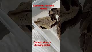 Gaboon viper is drinking water #viper #gaboonviper #venomous #amazing #animallover