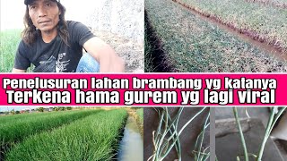 penelusuran sepanjang lahan,kondisi bawang merah saat siang hari,yang saat ini katanya hama gurem