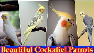 Cocktail Birds Price | Grey Cockatiel Price | Best Cockatiel Parrot | Khan Birds Collection