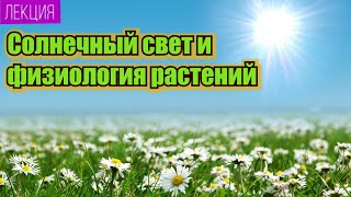 Солнечный свет и физиология растений. Лекция