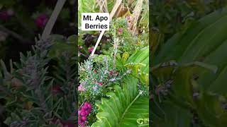 Berries found in Mt. Apo #agricoolture