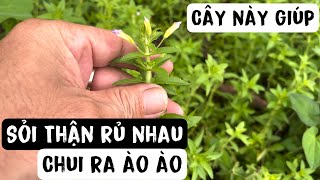 Dùng Cây này Sỏi Thận rủ nhau chui ra ào ào. Phan Hải Vlog