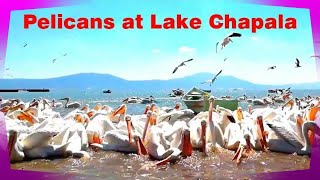 Coldwell Banker Chapala Realty - Pelicans at Lake Chapala