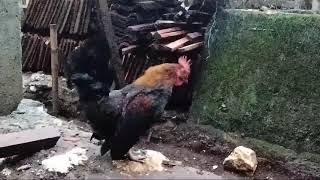 ayam kate warna hitam jengger merah