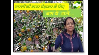 NaturesWork | Chinese Orange | Narangi | How to yield maximum fruit | Mix Manure